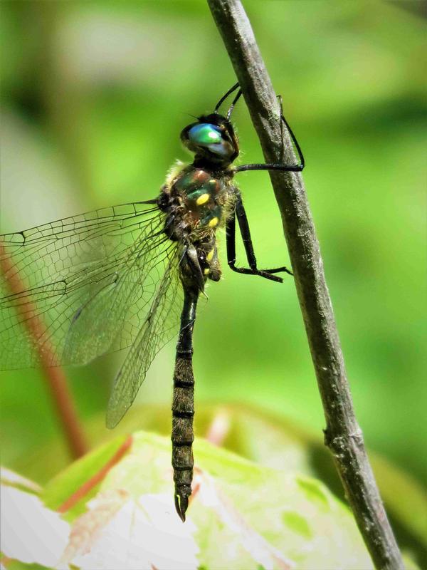 Photo of Ocellated Emerald