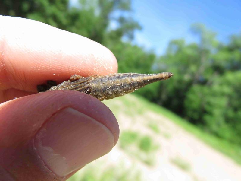 Photo of Arrow Clubtail