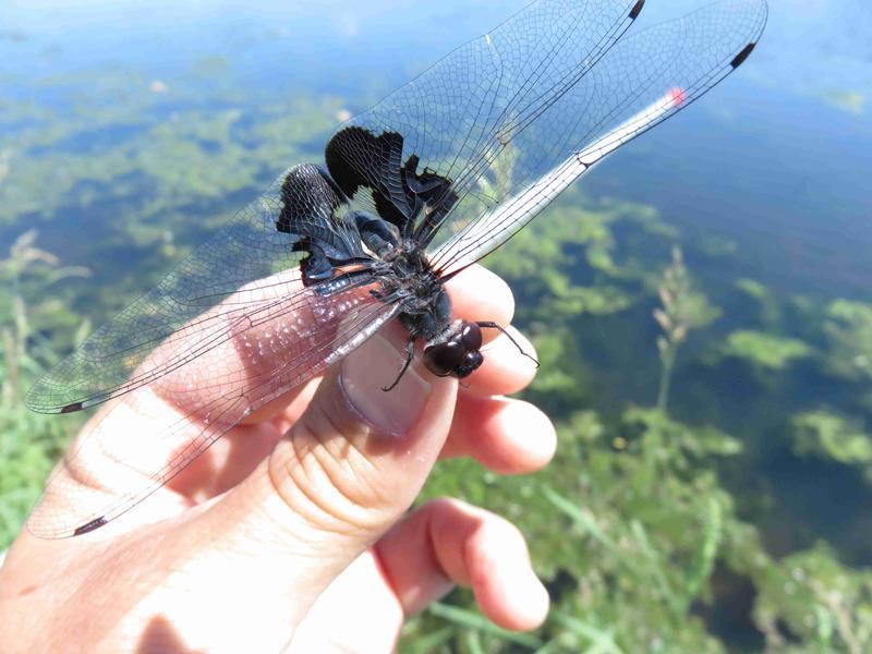 Photo of Black Saddlebags