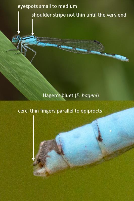 Photo of Hagen's Bluet