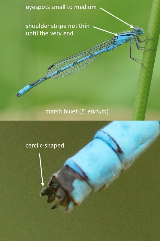 Photo of Marsh Bluet