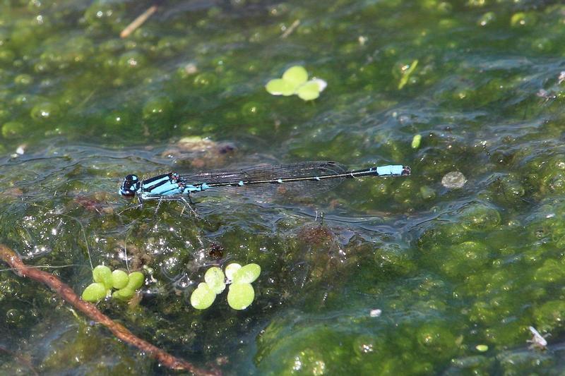 Photo of Skimming Bluet
