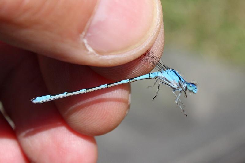 Photo of Tule Bluet
