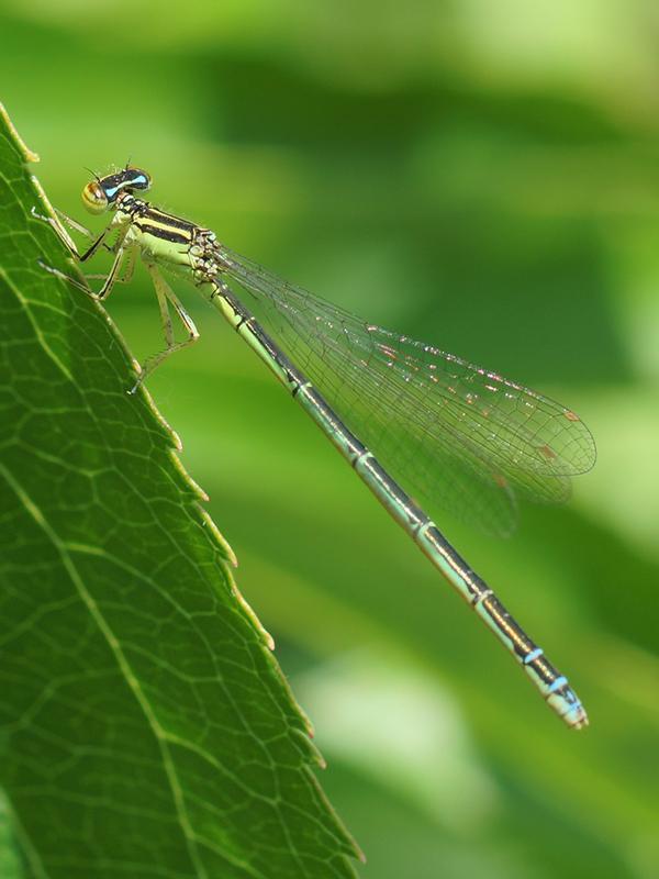 Photo of Rainbow Bluet