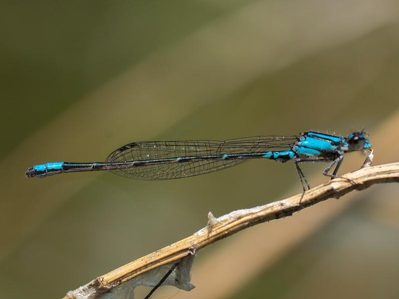 Photo of Skimming Bluet