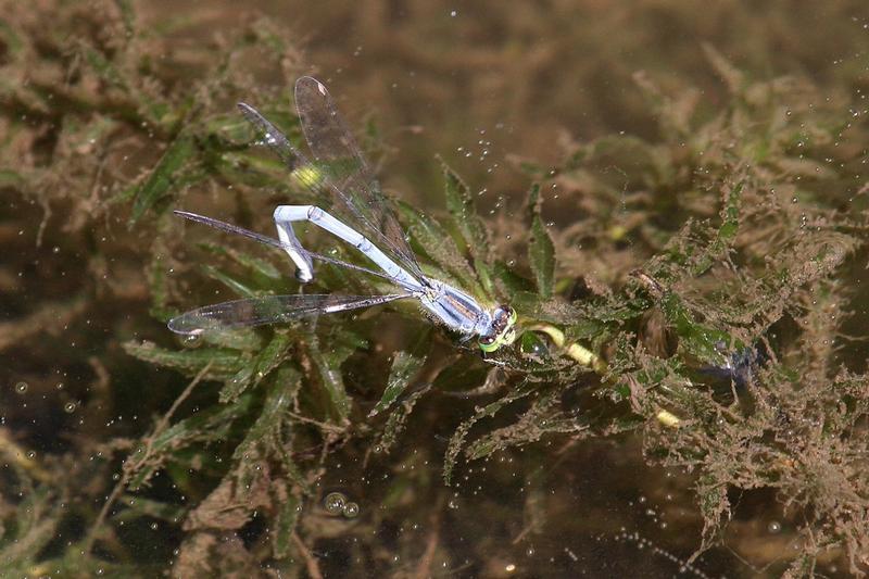 Photo of Eastern Forktail
