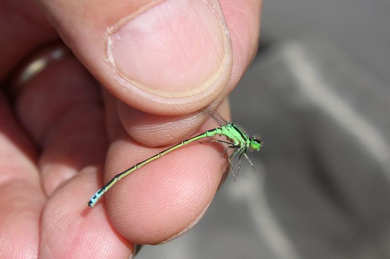 Photo of Eastern Forktail