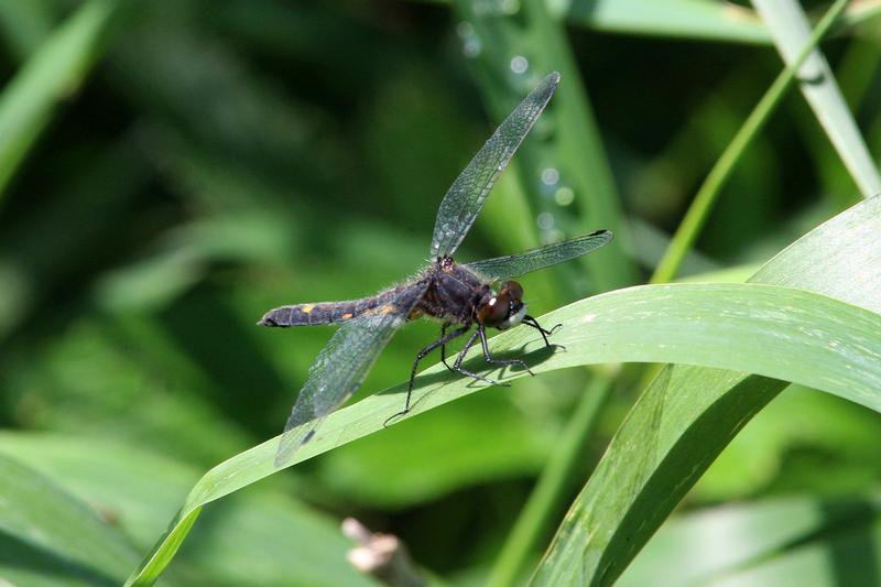 Photo of Dot-tailed Whiteface