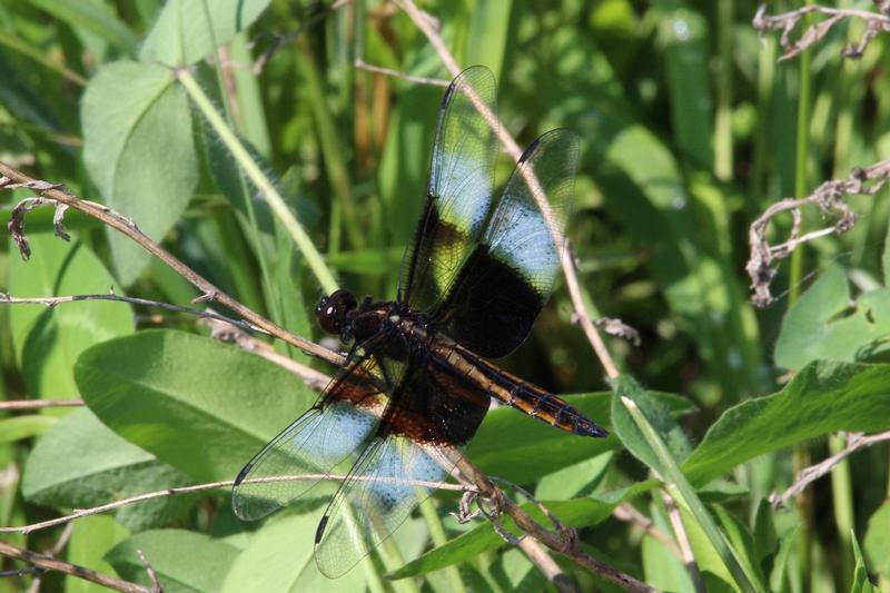 Photo of Widow Skimmer