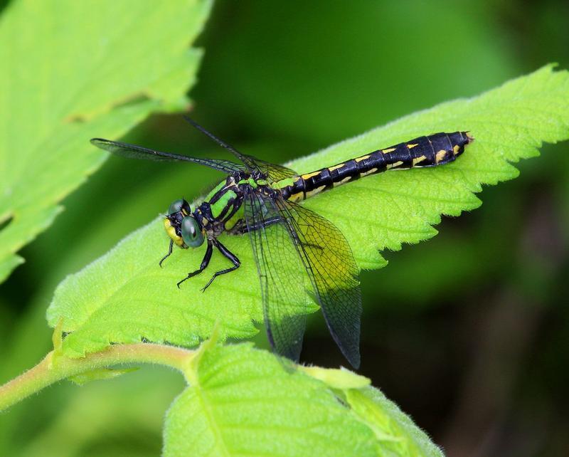 Photo of Pygmy Snaketail