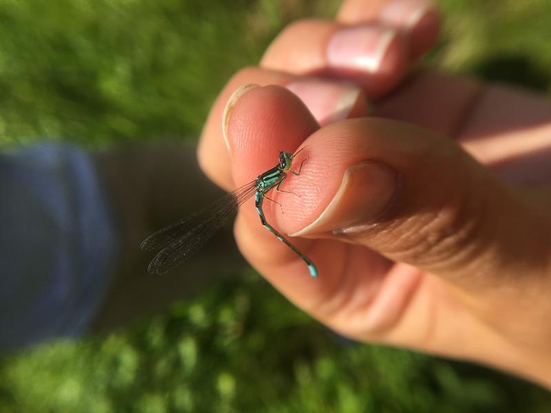 Photo of Taiga Bluet