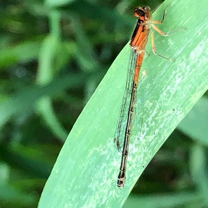 Photo of Eastern Forktail