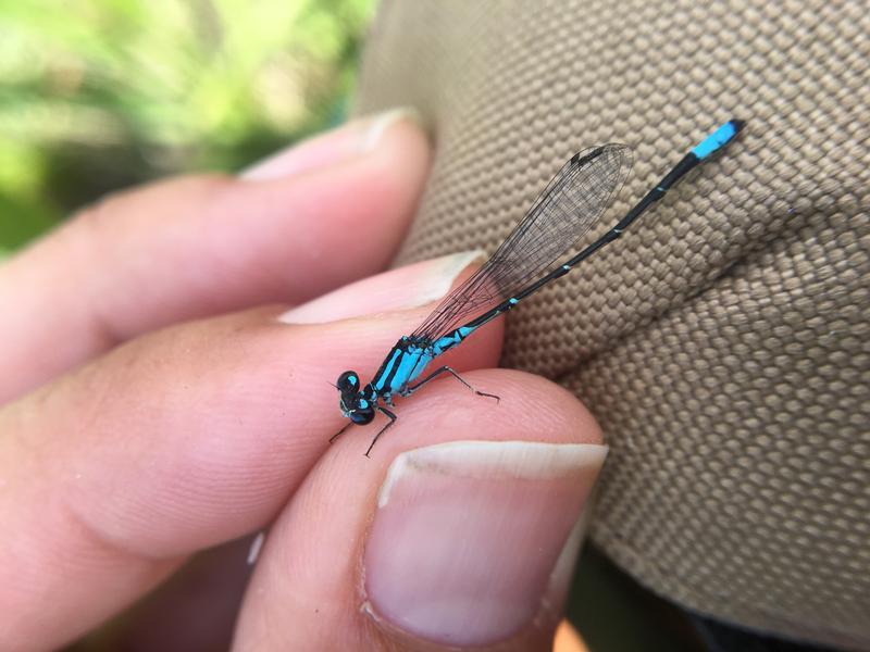 Photo of Skimming Bluet