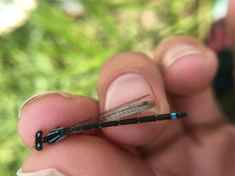 Photo of Skimming Bluet