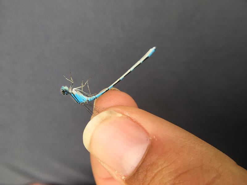 Photo of Tule Bluet