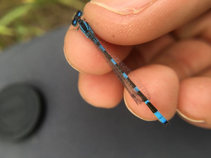 Photo of Tule Bluet