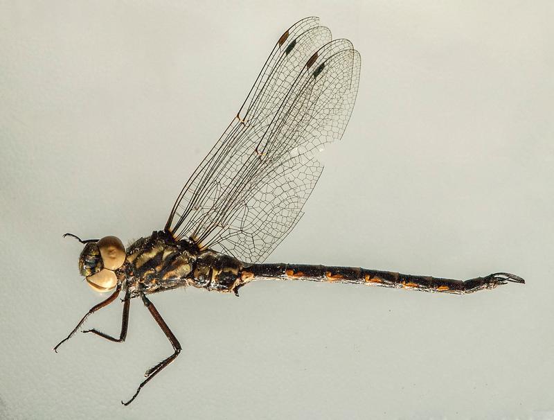 Photo of Harlequin Darner