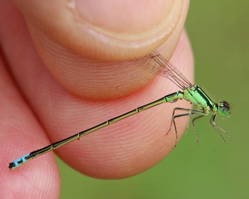 Photo of Eastern Forktail