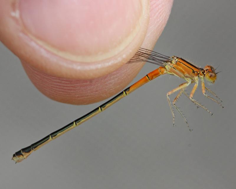 Photo of Eastern Forktail