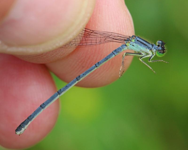 Photo of Eastern Forktail