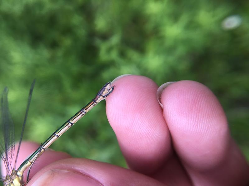 Photo of Emerald Spreadwing