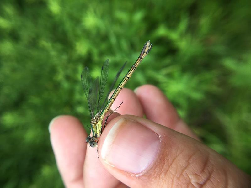 Photo of Emerald Spreadwing