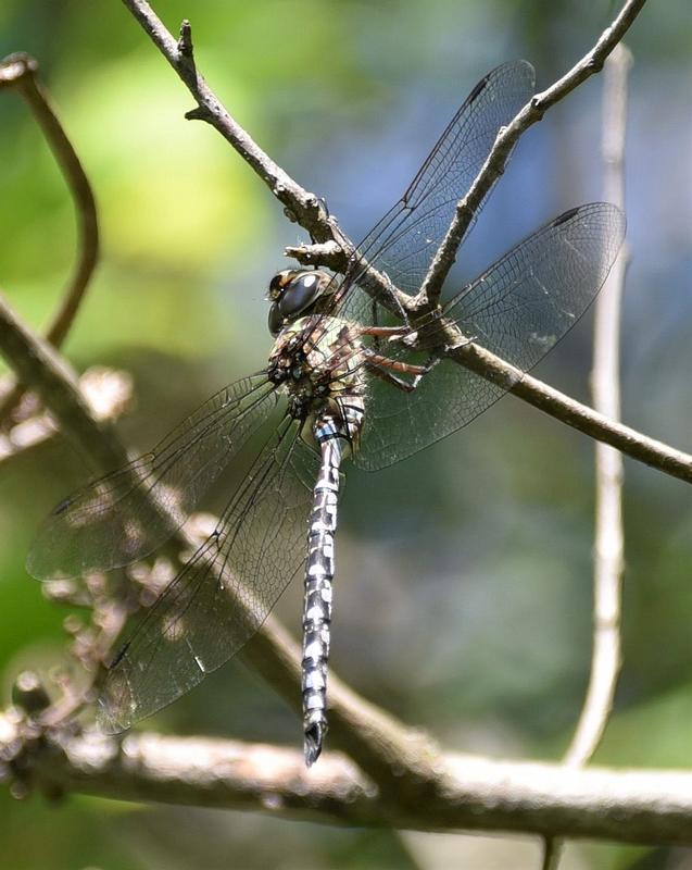 Photo of Green-striped Darner