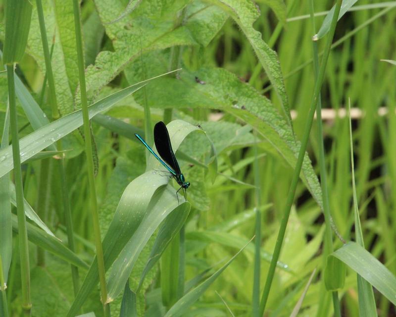 Photo of Ebony Jewelwing