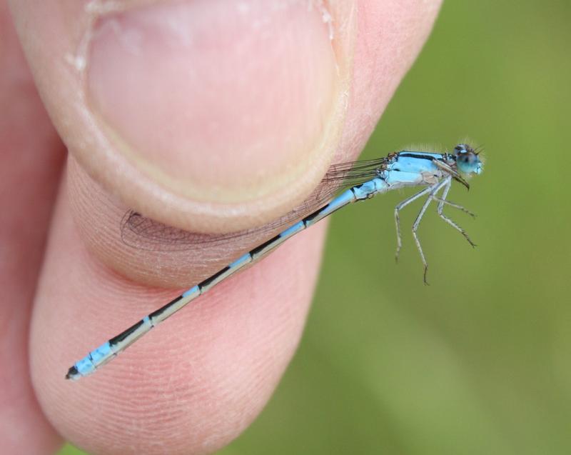 Photo of Tule Bluet