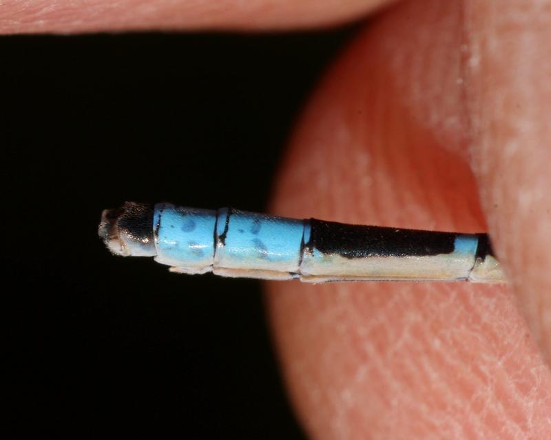 Photo of Tule Bluet