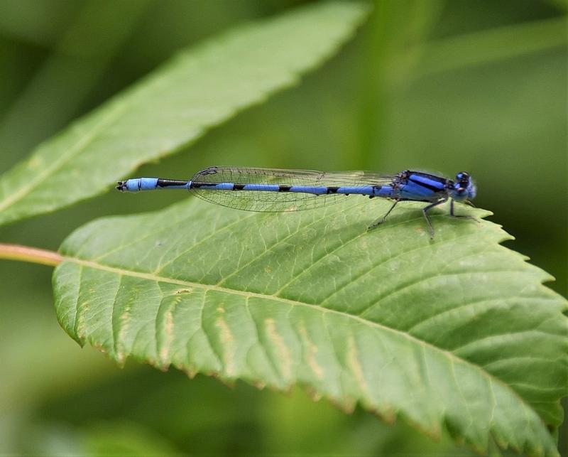 Photo of Familiar Bluet