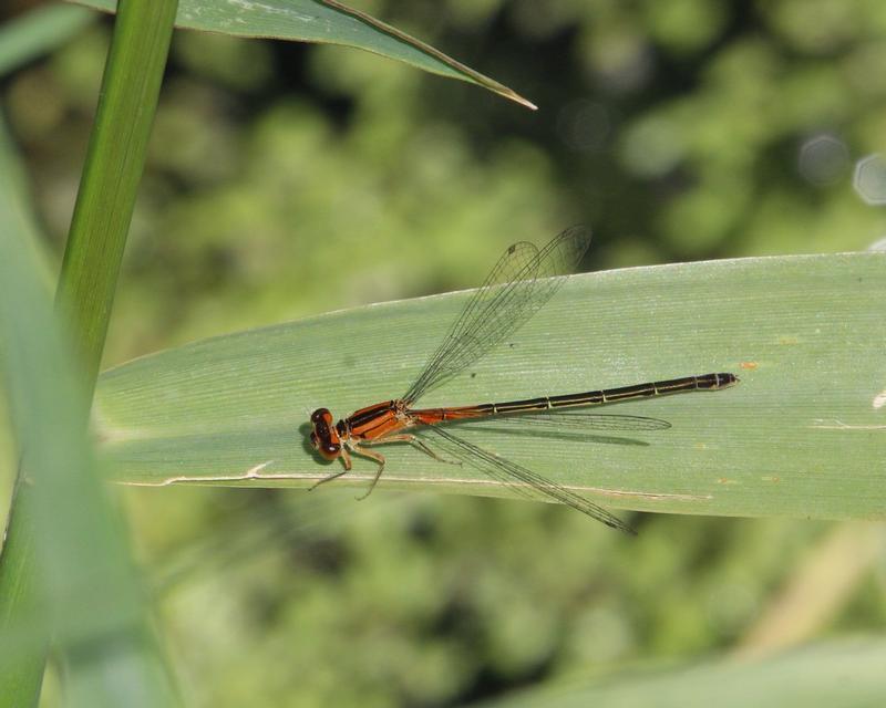 Photo of Eastern Forktail