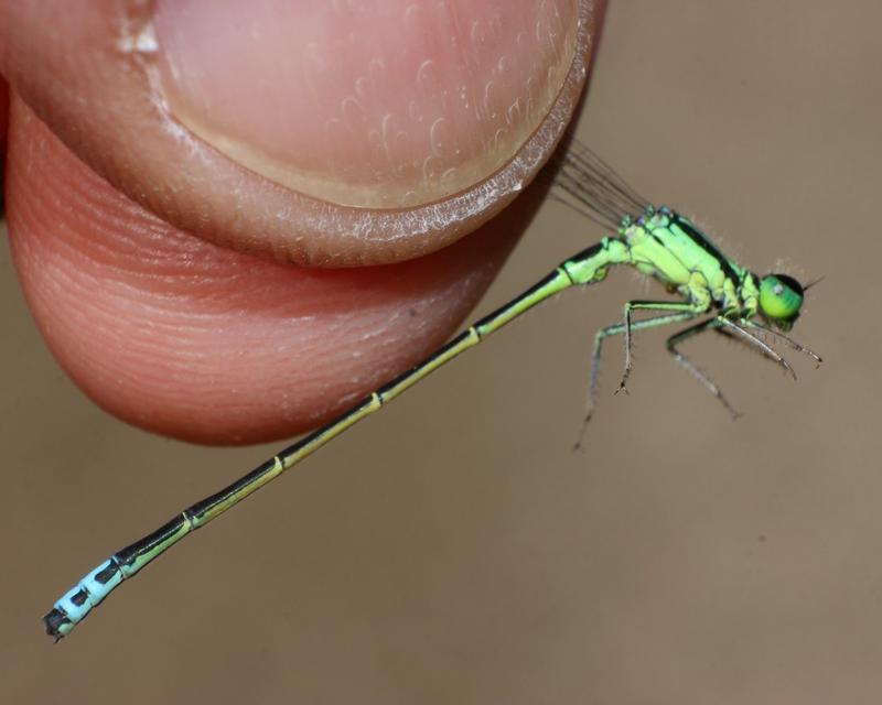 Photo of Eastern Forktail