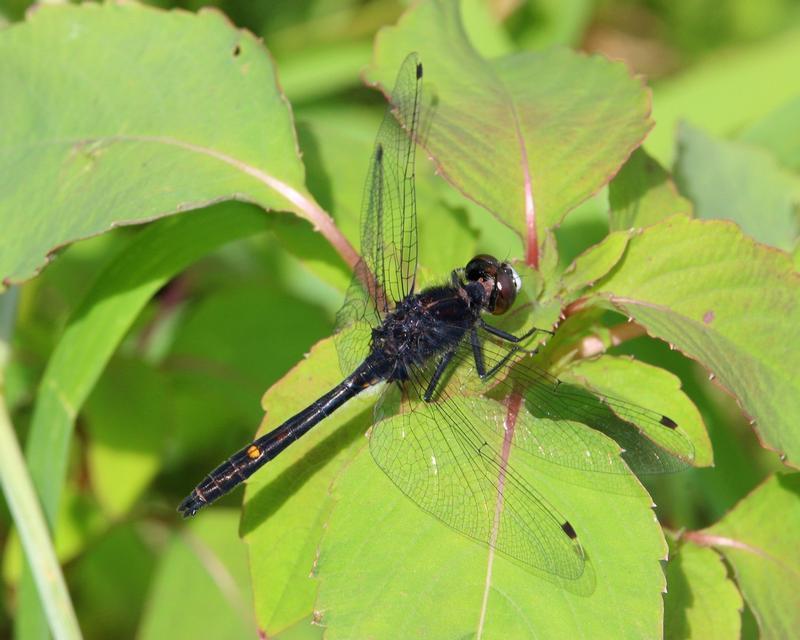 Photo of Dot-tailed Whiteface