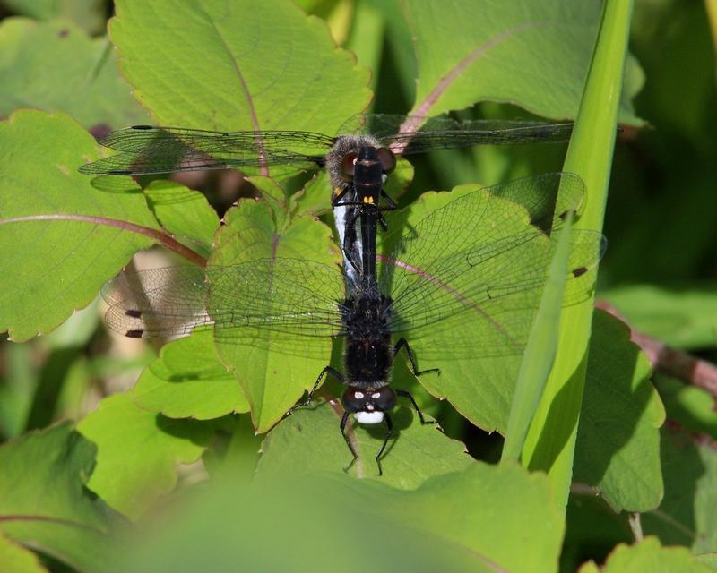 Photo of Dot-tailed Whiteface