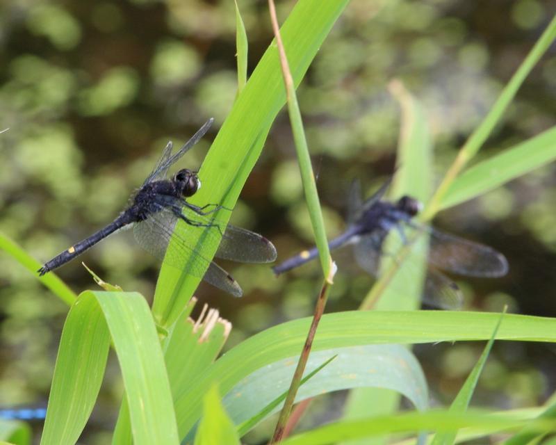 Photo of Dot-tailed Whiteface