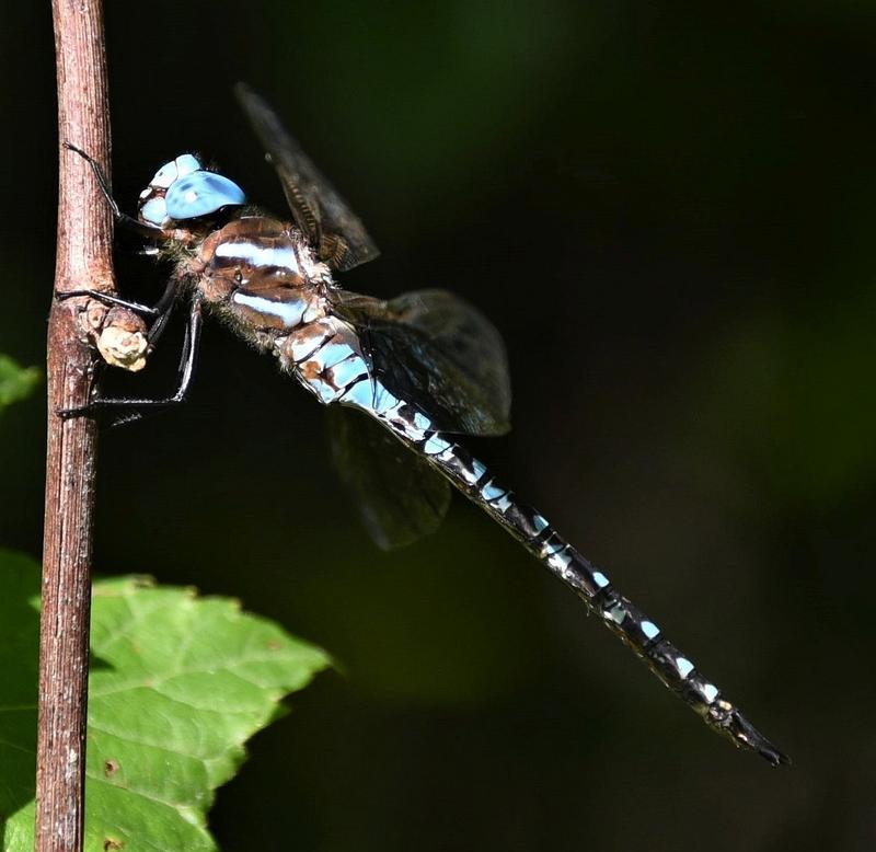 Photo of Spatterdock Darner