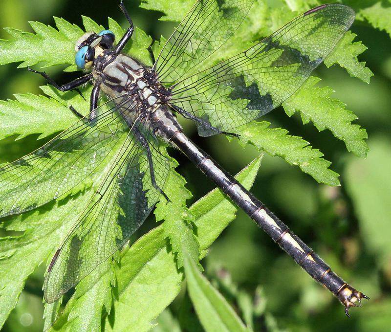 Photo of Horned Clubtail