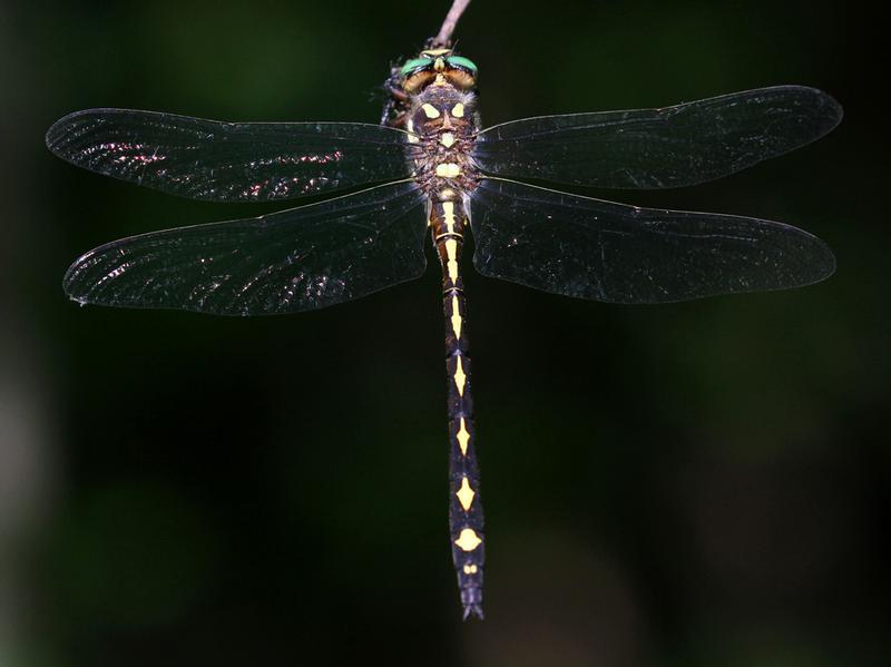 Photo of Arrowhead Spiketail