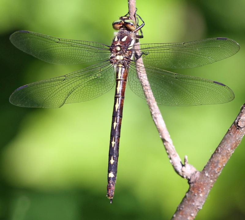 Photo of Arrowhead Spiketail