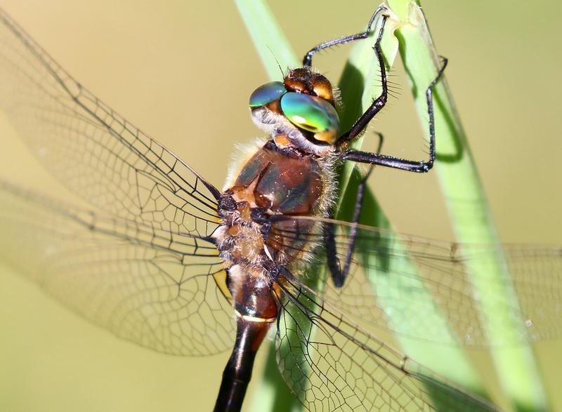 Photo of American Emerald