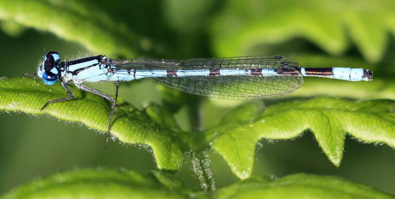 Photo of Boreal Bluet