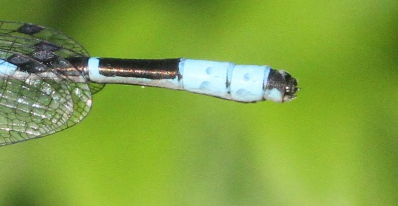 Photo of Boreal Bluet