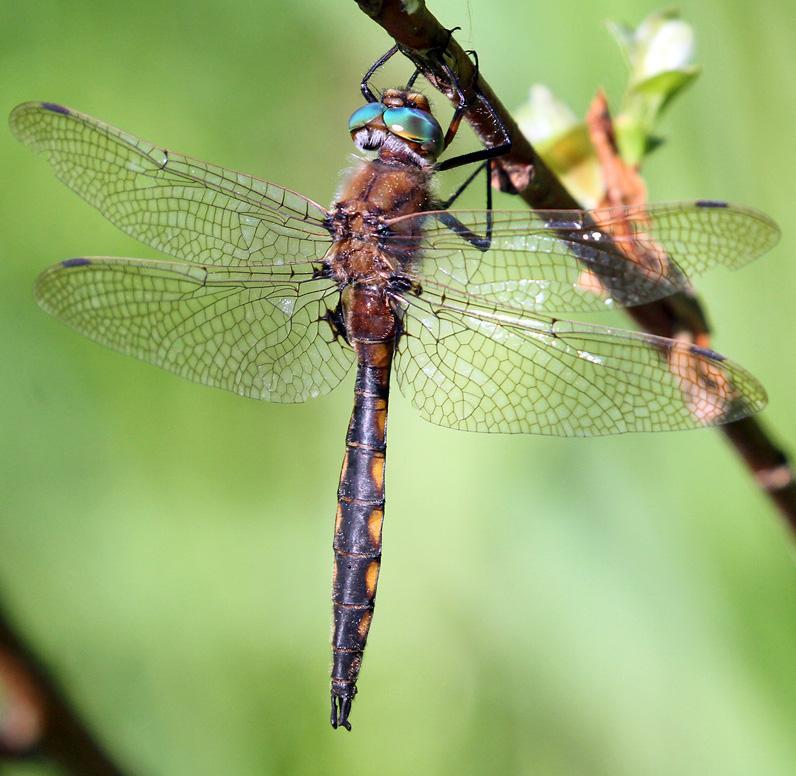 Photo of Beaverpond Baskettail