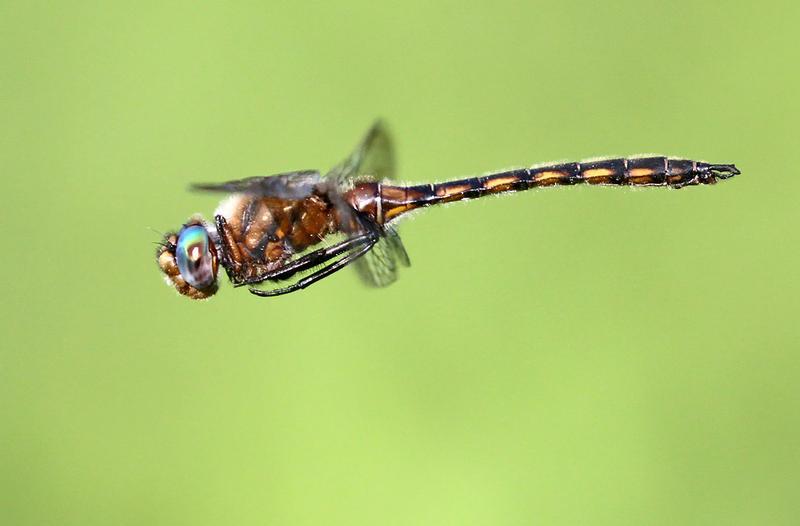 Photo of Beaverpond Baskettail