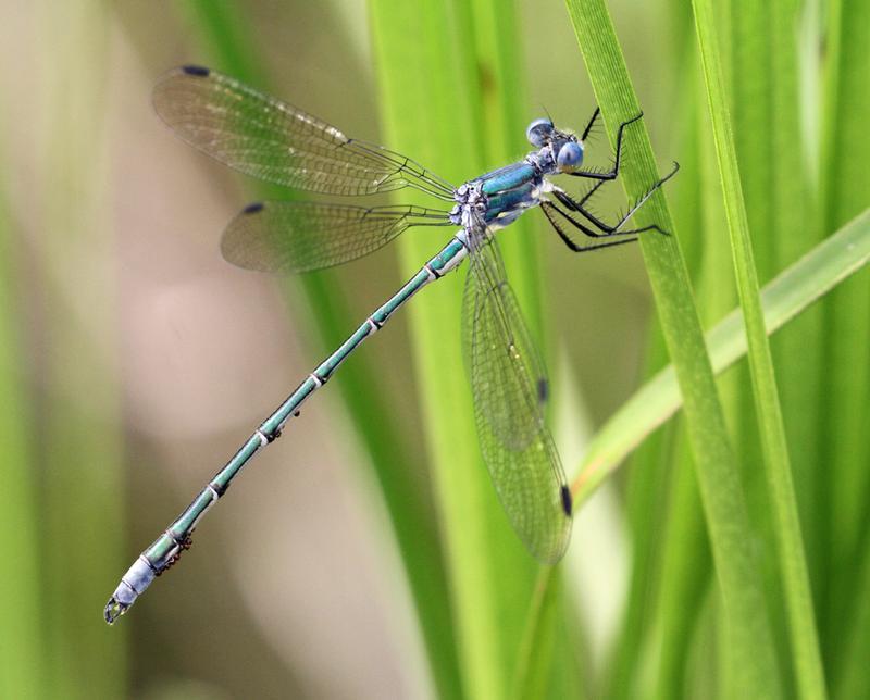 Photo of Amber-winged Spreadwing