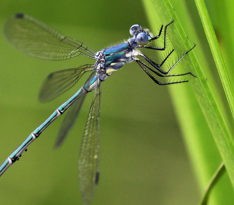 Photo of Amber-winged Spreadwing