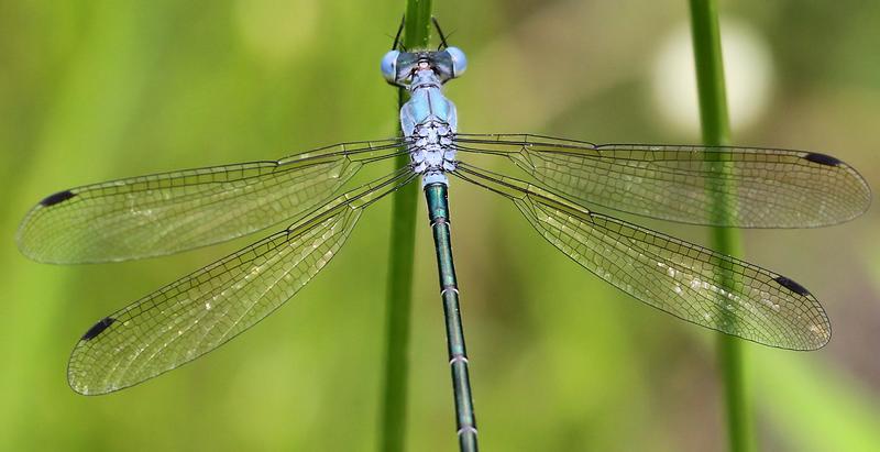 Photo of Amber-winged Spreadwing