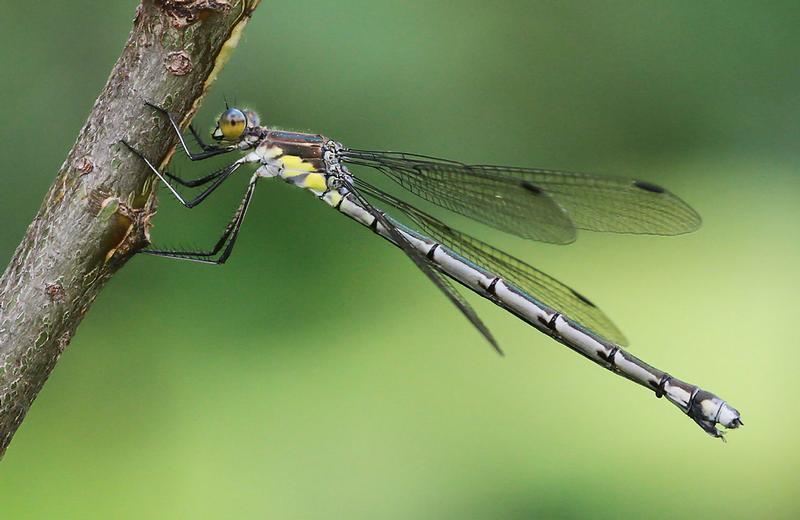 Photo of Amber-winged Spreadwing