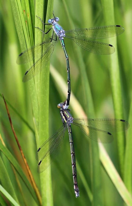 Photo of Amber-winged Spreadwing